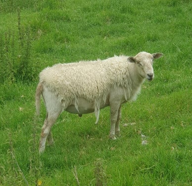 Ram schaap schapen GROOT