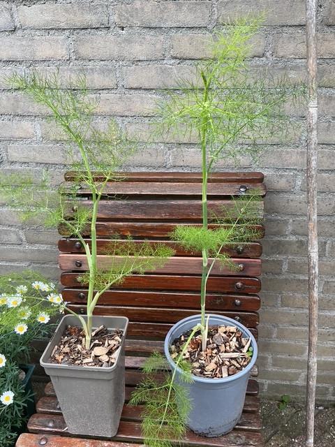 2 venkelplanten 70 cm. hoog
