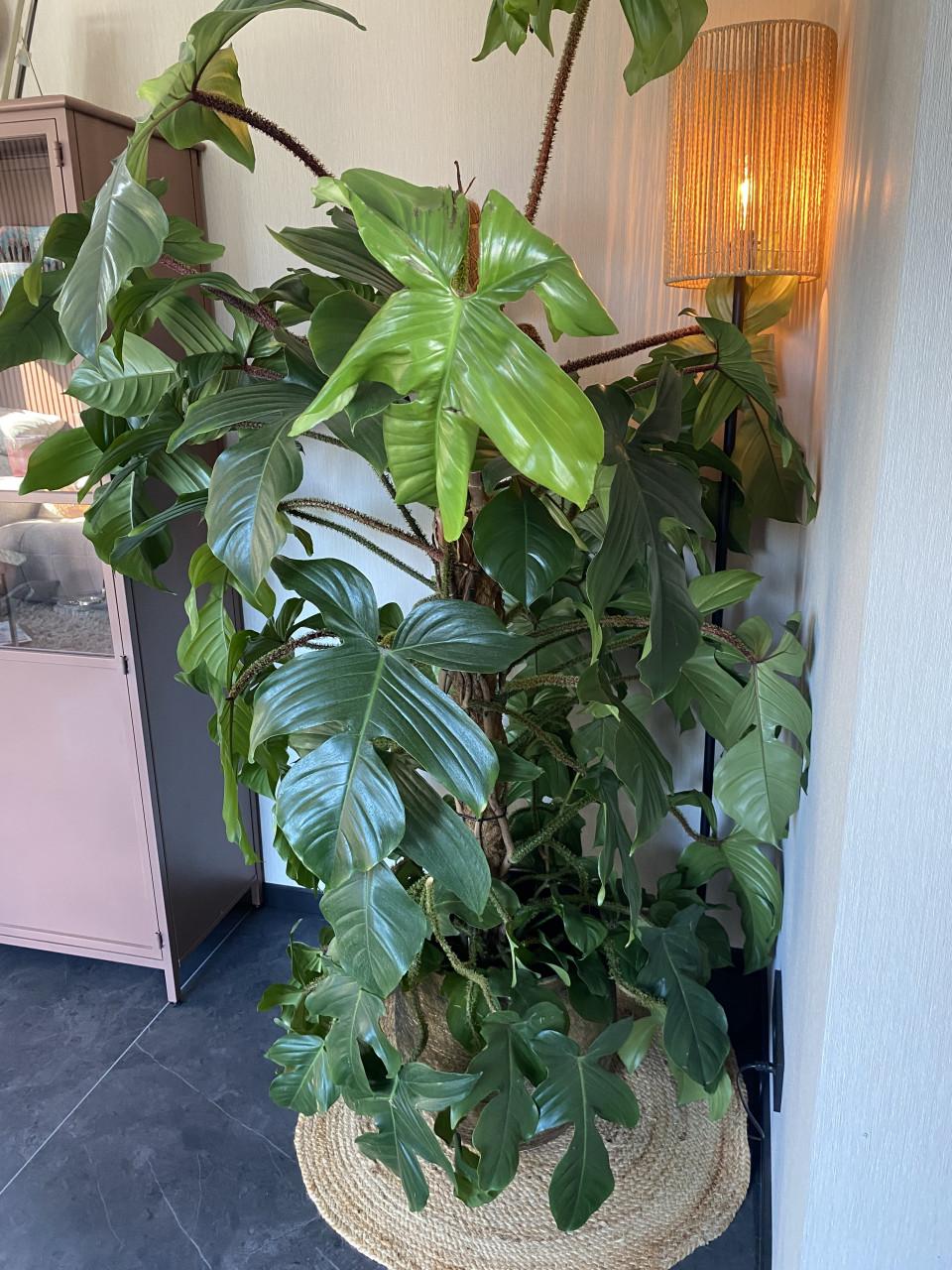 Prachtige, grote nieuwe kamerplant