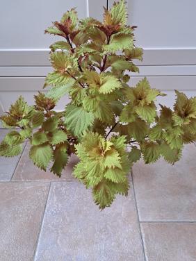 Grote siernetel 60 cm