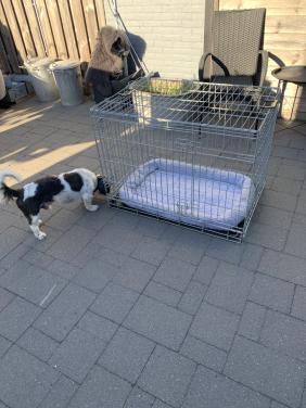 Honden bench