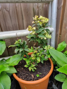 Hortensia