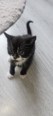 Kittens