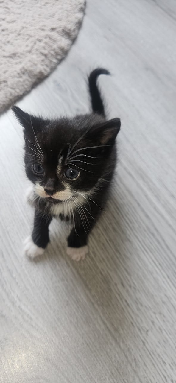 Kittens
