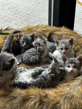5 maine coon kittens mogen vanaf 12 sept weg.