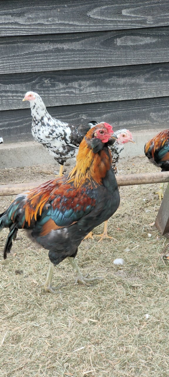 3 bol Araucana hanen raszuiver