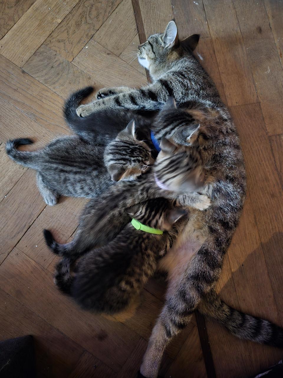 Gebroeders Knuffel en Truffel op zoek naar een nieuwe hoekbank