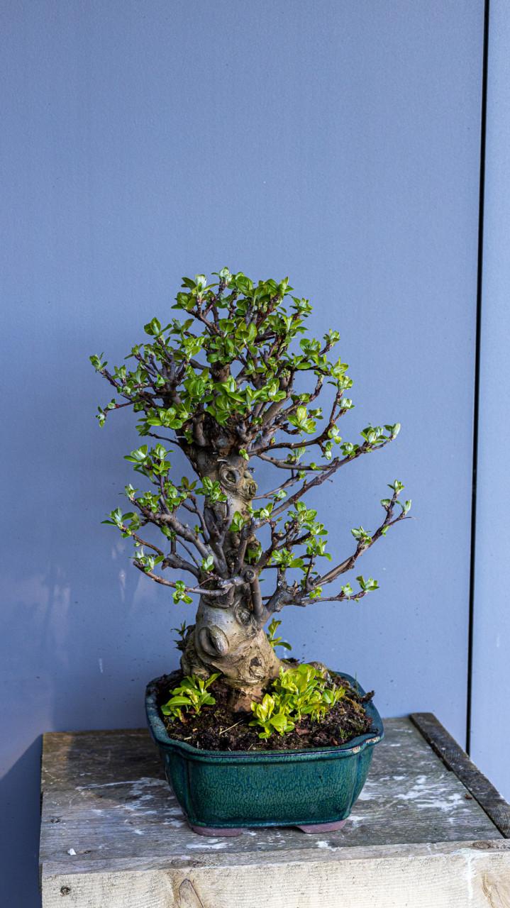 Bonsai Malus sierappel