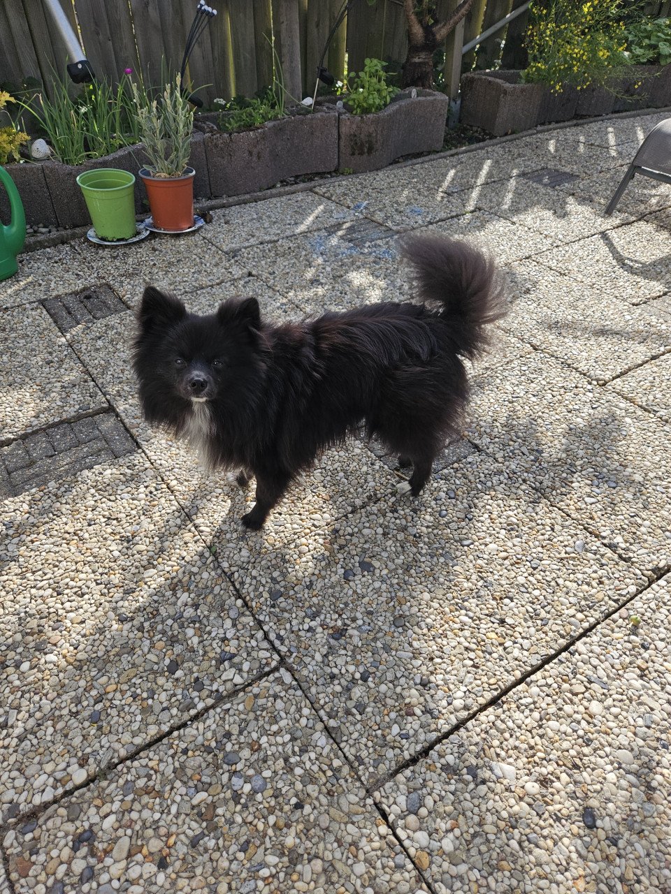 Pomerian hondje