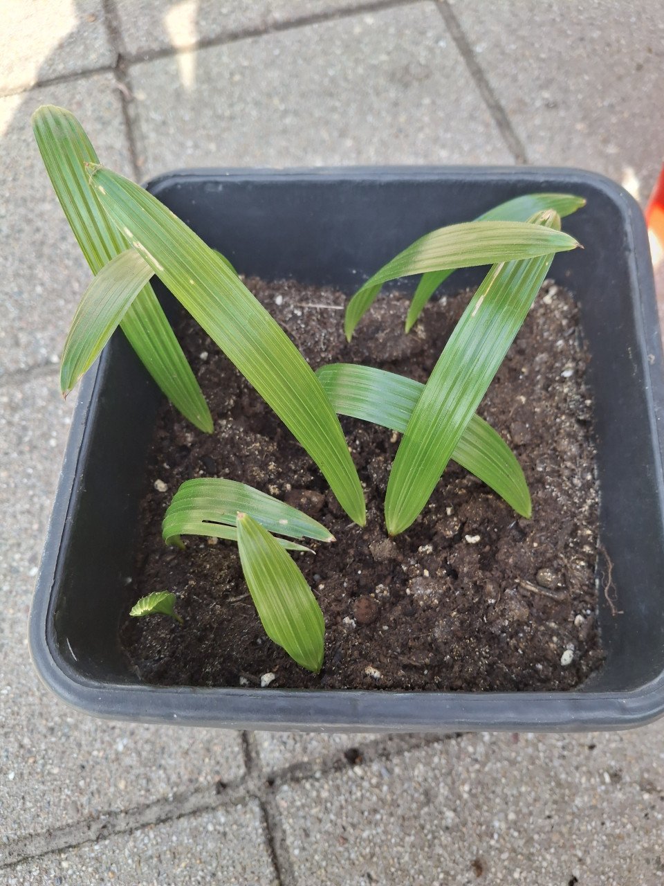 Zaailingen trachycarpus fortunei
