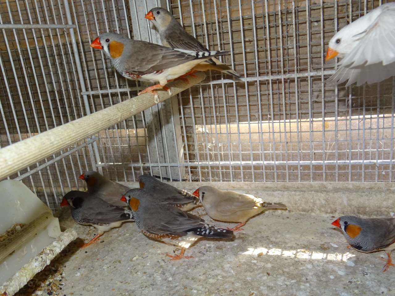 Te koop mooie wat grotere zebravinken broedrijp