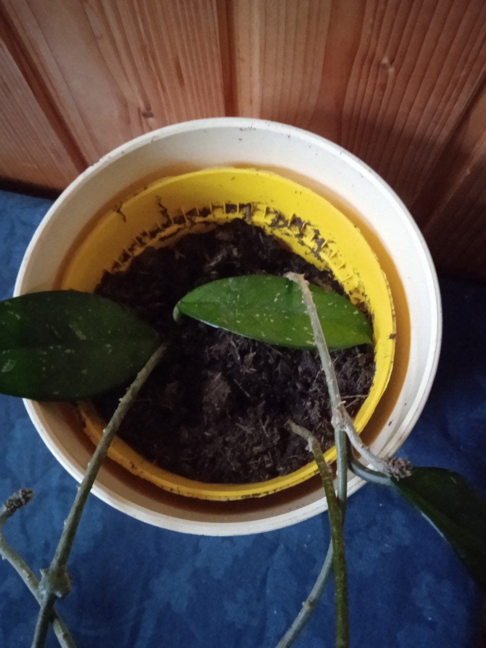 Hoya carnosa met drie stekken plant