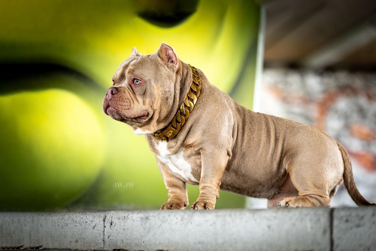 Micro extreem bully pup met stamboom