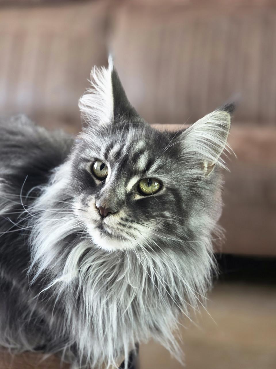 Mainecoon silver tabby and black smoke