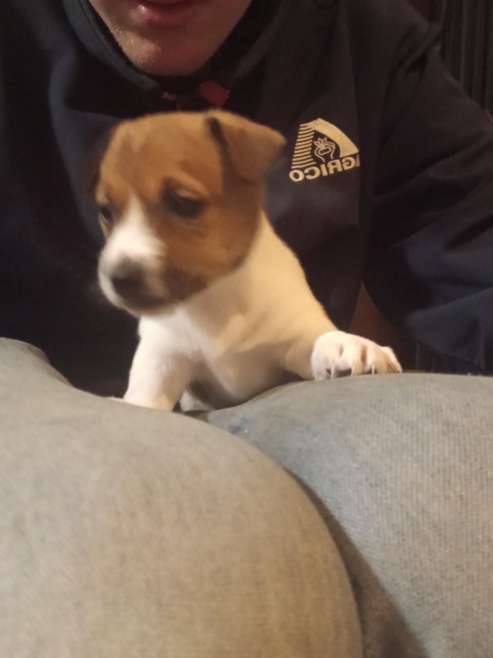 Jack Russel pups te koop