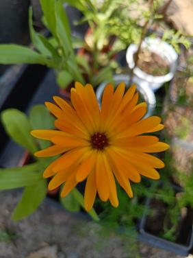 Zaden Goudsbloem - Calendula Officinalis