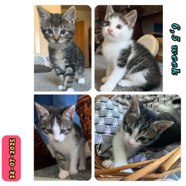 Cyperse kittens