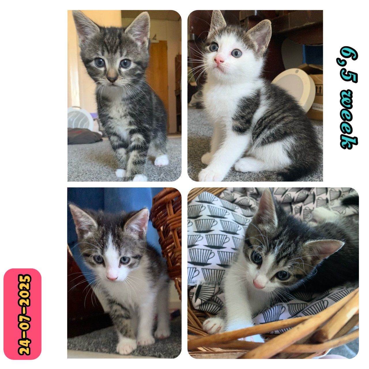 Cyperse kittens