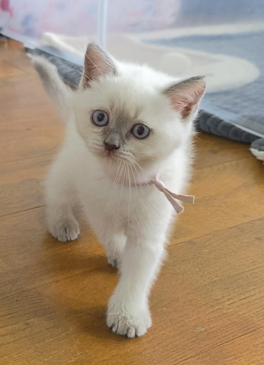 2 lilac-point Brits kort en langhaar kittens