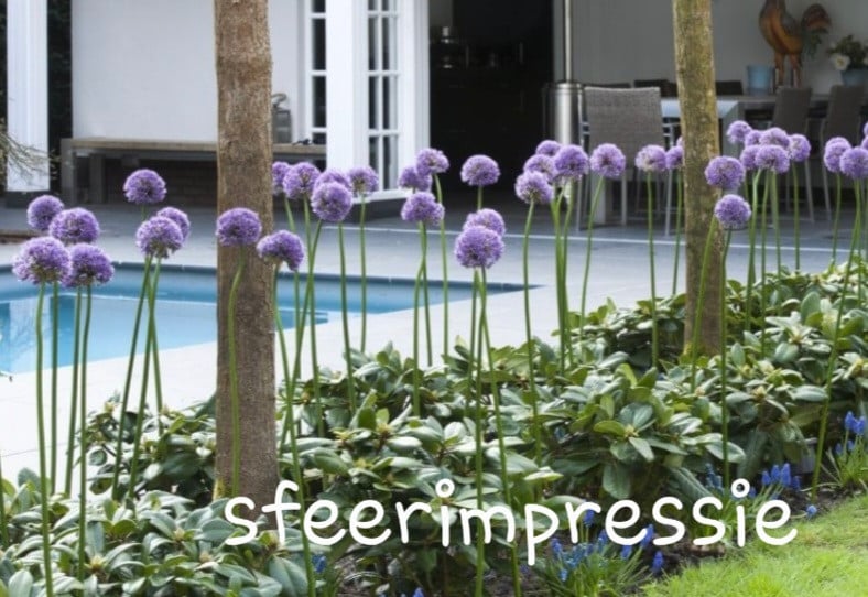 Allium bollen