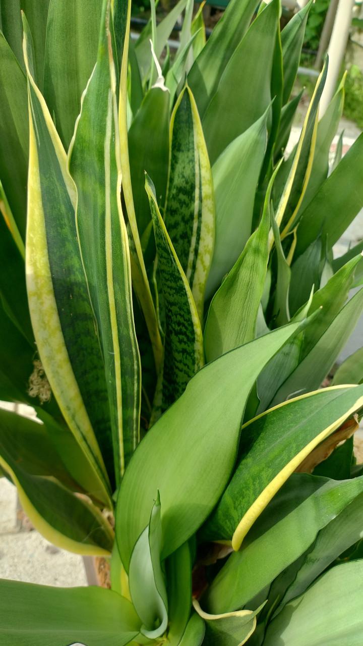 Sanseveria planten