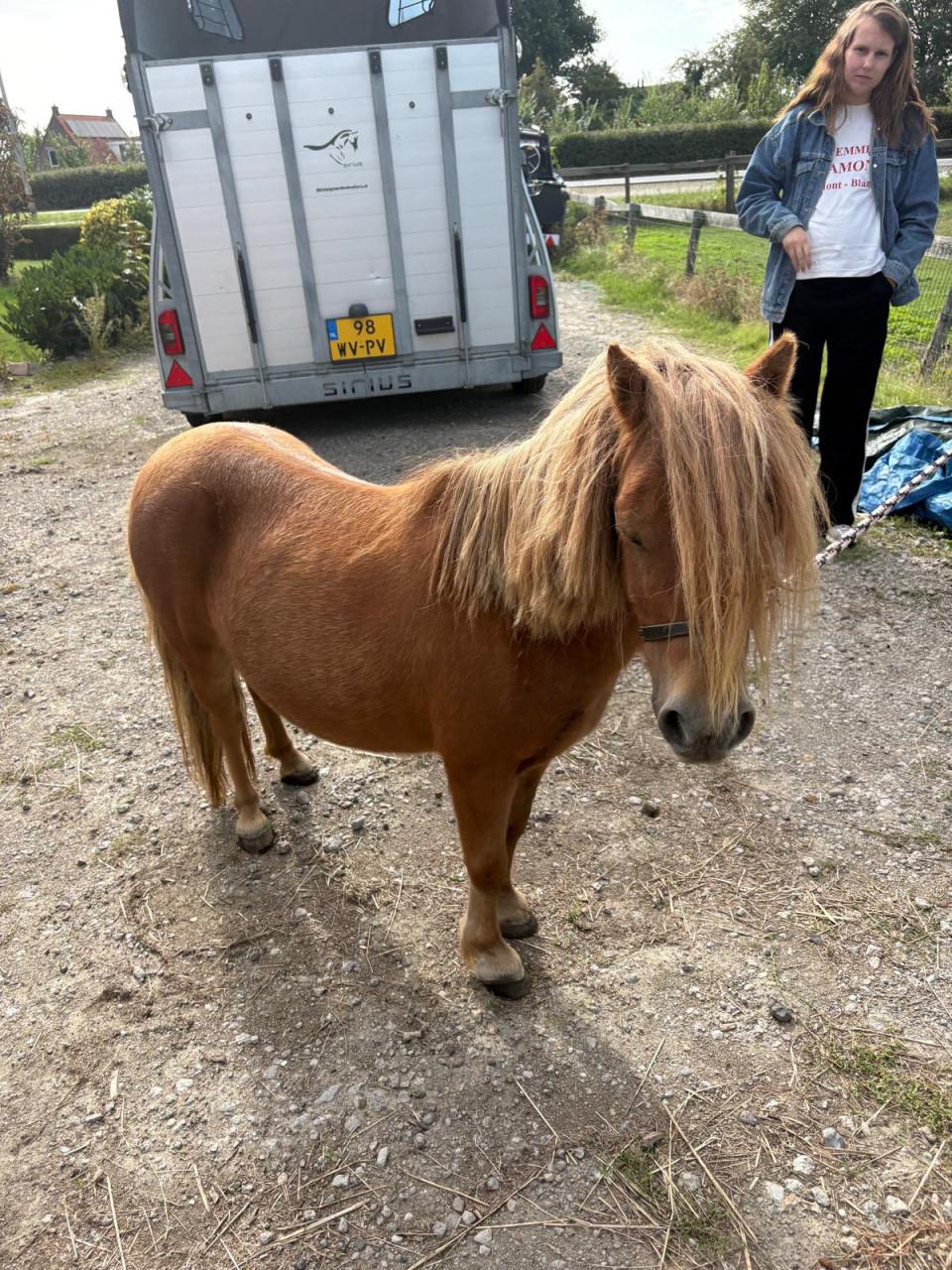 Te koop Shetland merrie
