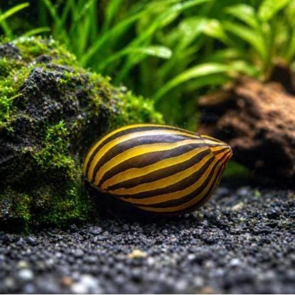 Zebra renslak (neritina natalensis) aquariumslakken