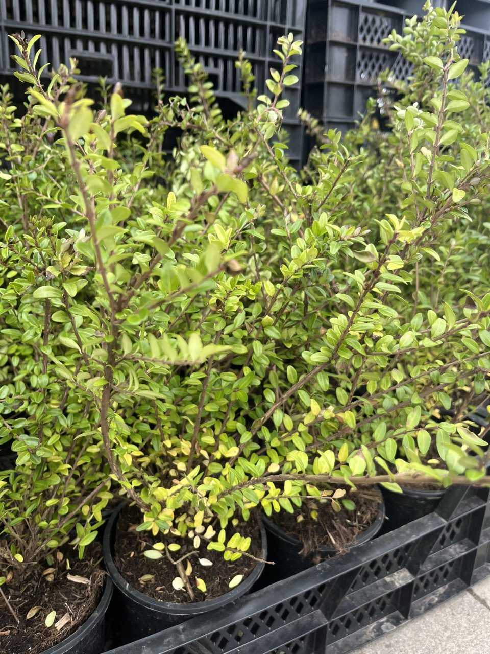 Lonicera struikkamperfoelie nitida “elegant” 30 cm in pot