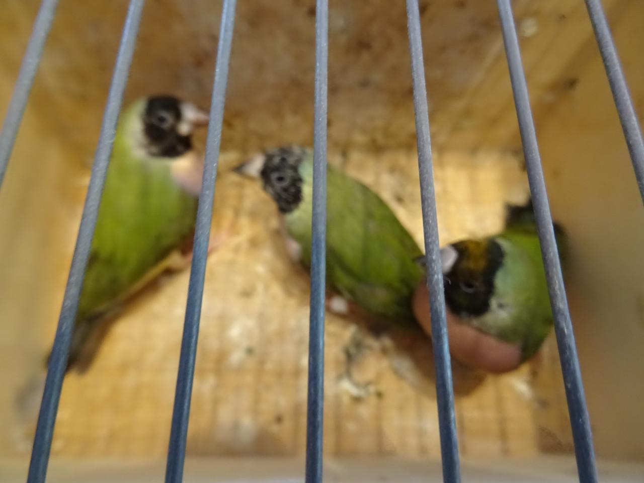 Te koop nog drie koppeltjes Goldsamadines overjarige