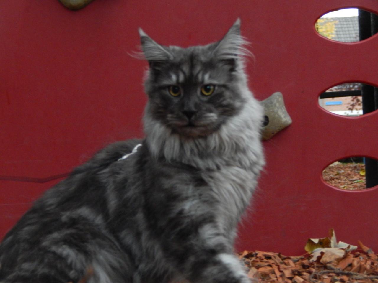 Maine coon dekkater (niet te koop)