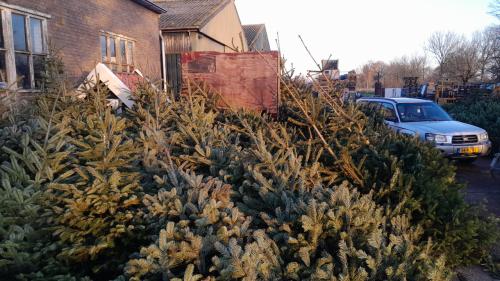 Mooie kerstbomen te koop