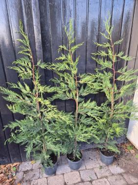 Leylandii coniferen 125-150 cm potgekweekt ruime voorraad!