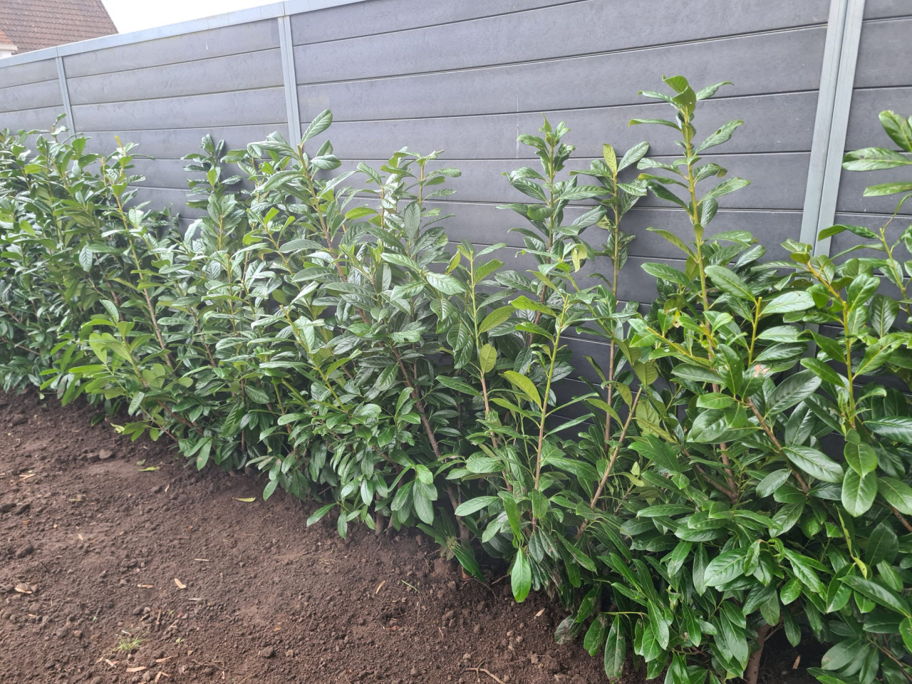 Laurierhaag - Prunus Novita in alle hoogtes