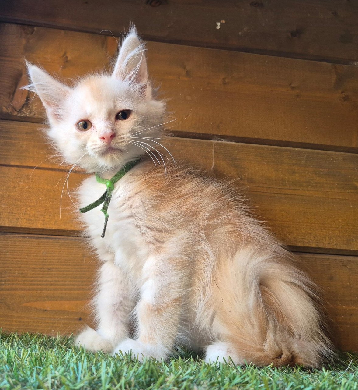 Maine coon kittens