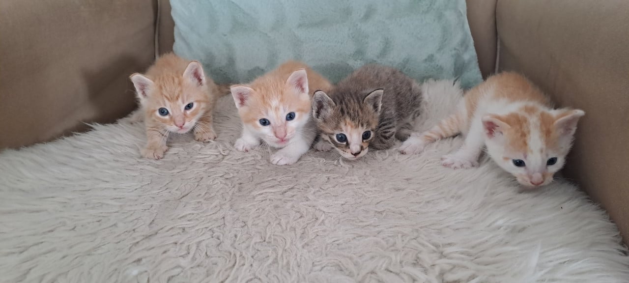 Schattige prachtige kittens