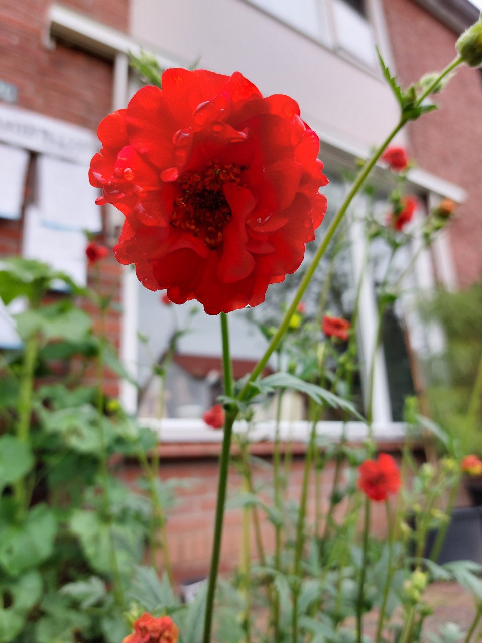 TOMATEN PLANTEN EN SIERTUIN PLANTEN BIJ DE VOORDEUR + bomen