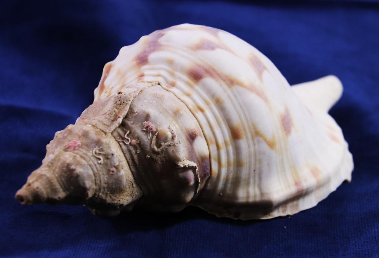 Grote Schelp ( 17,5 cm )Charonia Lampas