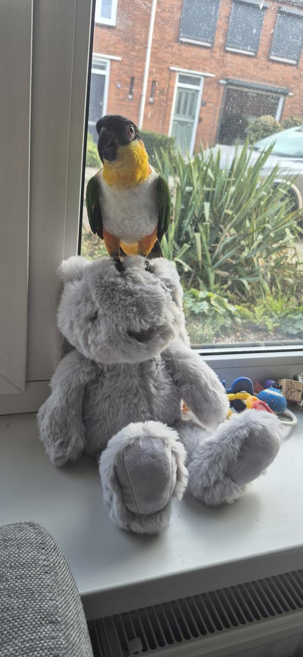 Zwartkop caique man 2021 met gendika en vaste voetring