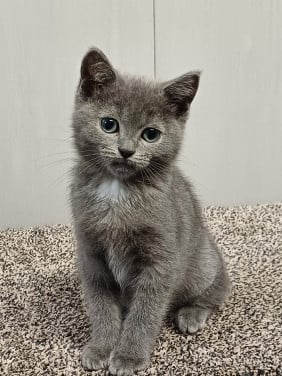 Leuke Britskorthaar x Ragdoll kittens beschikbaar, nog 3 POESJES!