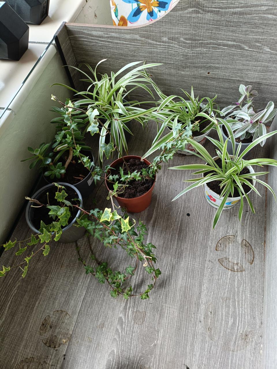 Kamerplantjes verschillende soorten