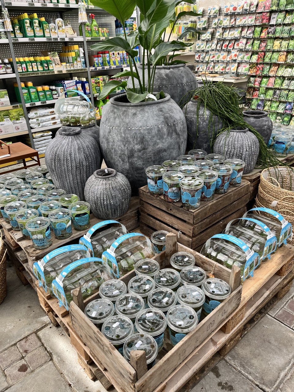 Zuurstofplanten