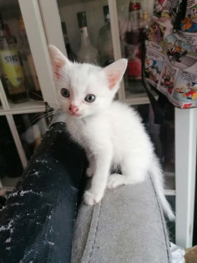 2 witte kittens