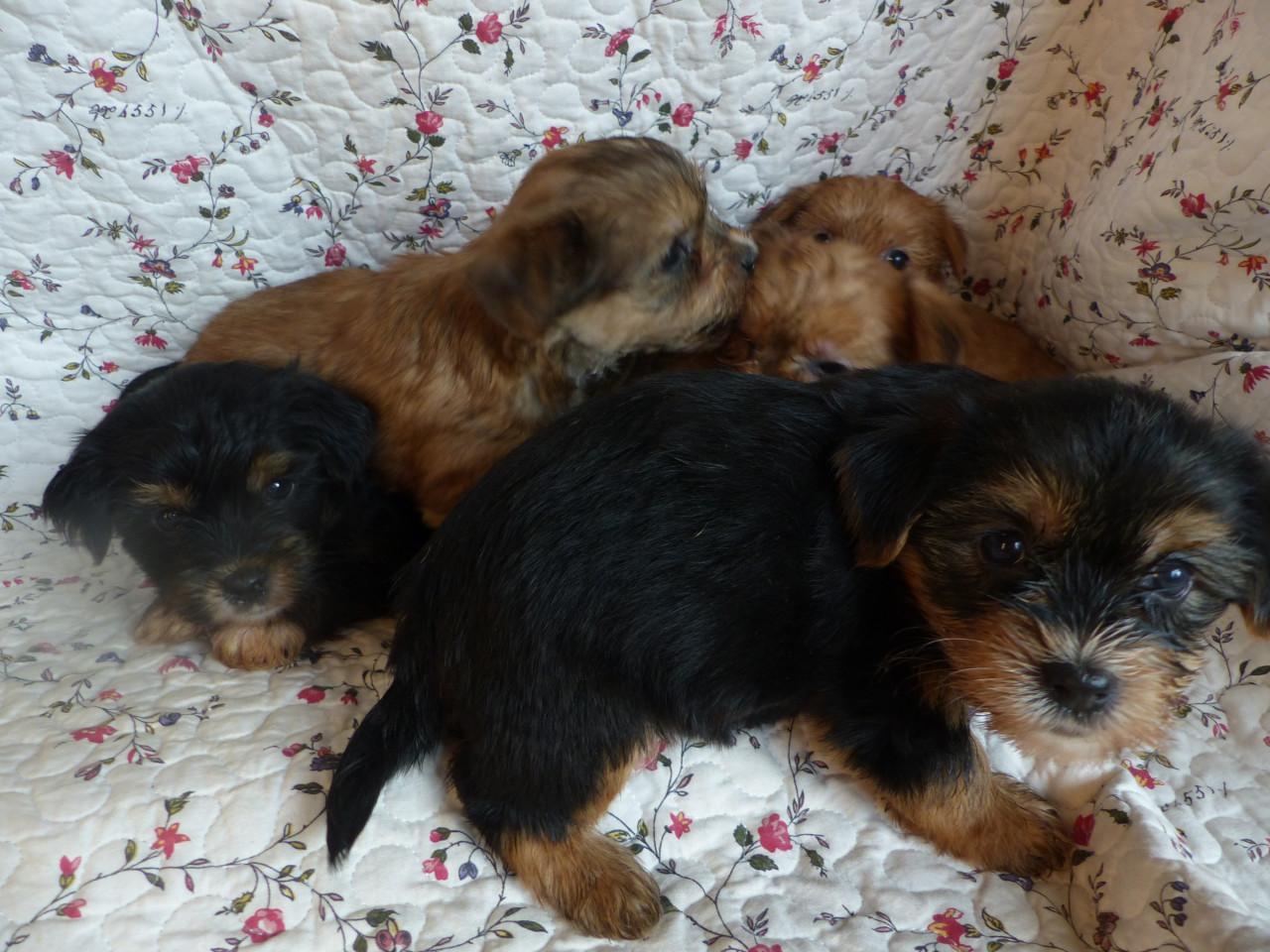 Gezonde mooie pups te koop niet doorgefokt