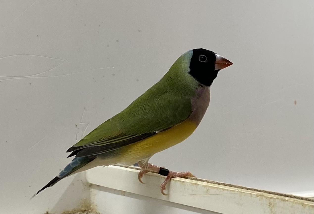 Gouldamadines pop uit buitenvoliere