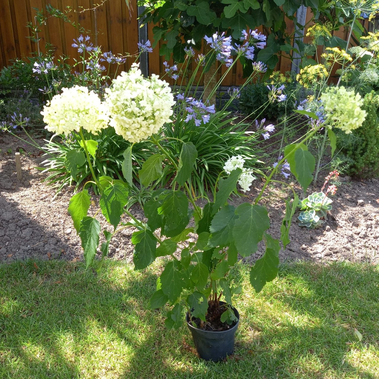 Annabelle bolhortensia
