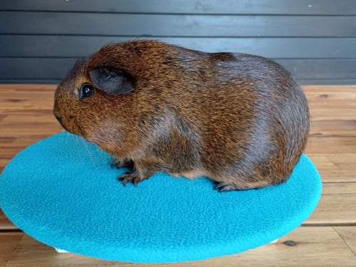 Diverse cavia's aangeboden