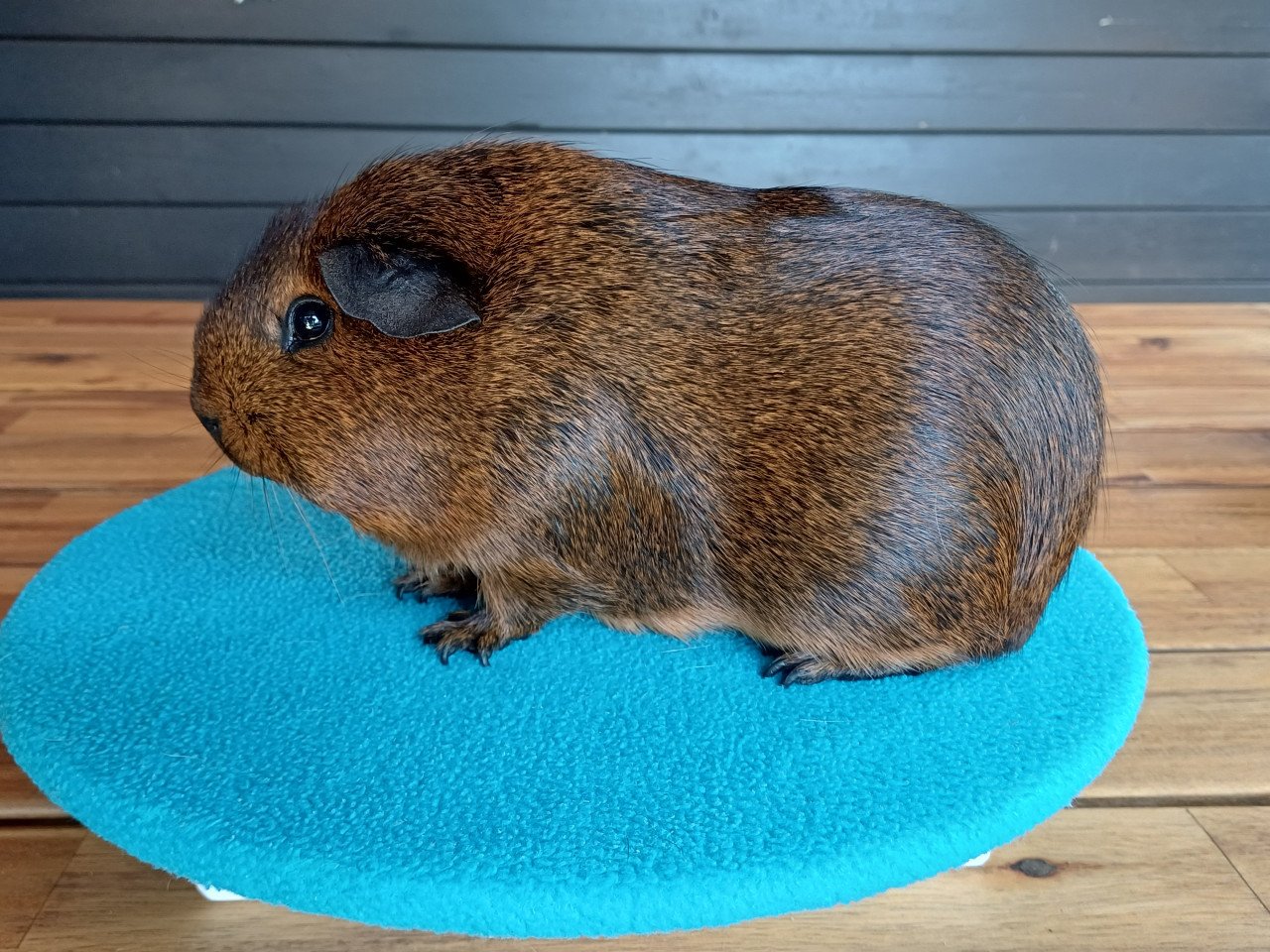 Diverse cavia's aangeboden