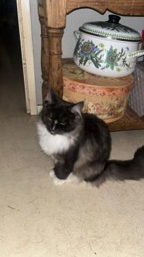 Prachtige Maincoon Ragdoll kittens zoeken met spoed een nieuw huis