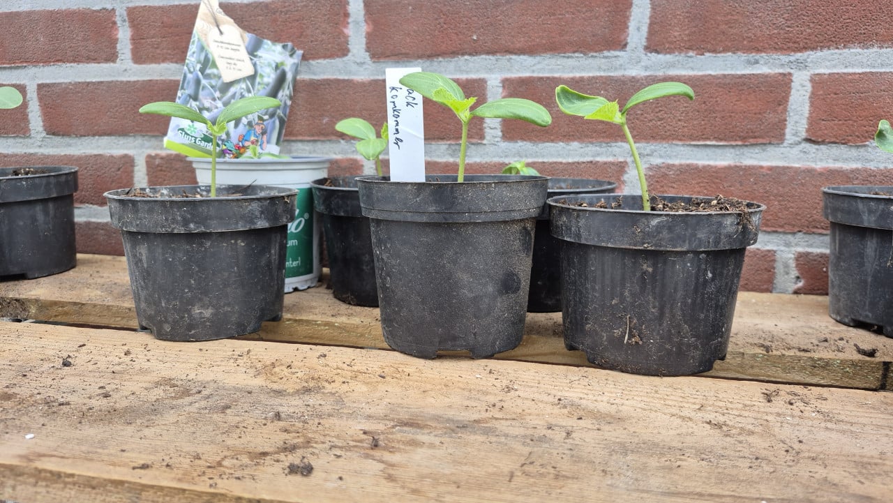 Tomatenplanten, komkommers en courgette