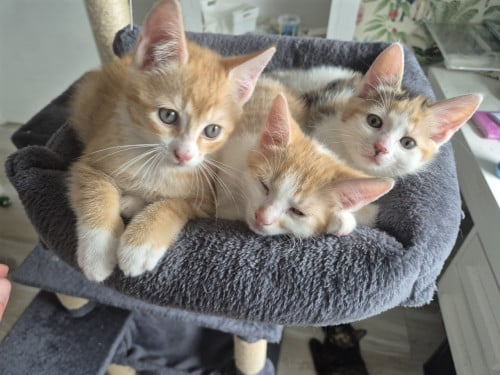 2 goed verzorgde HTK kittens, Puma&Kiara = samen